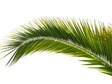 Niedziela Palmowa