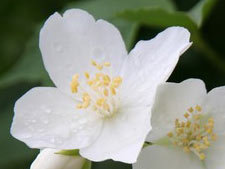 Imieniny Tomasza